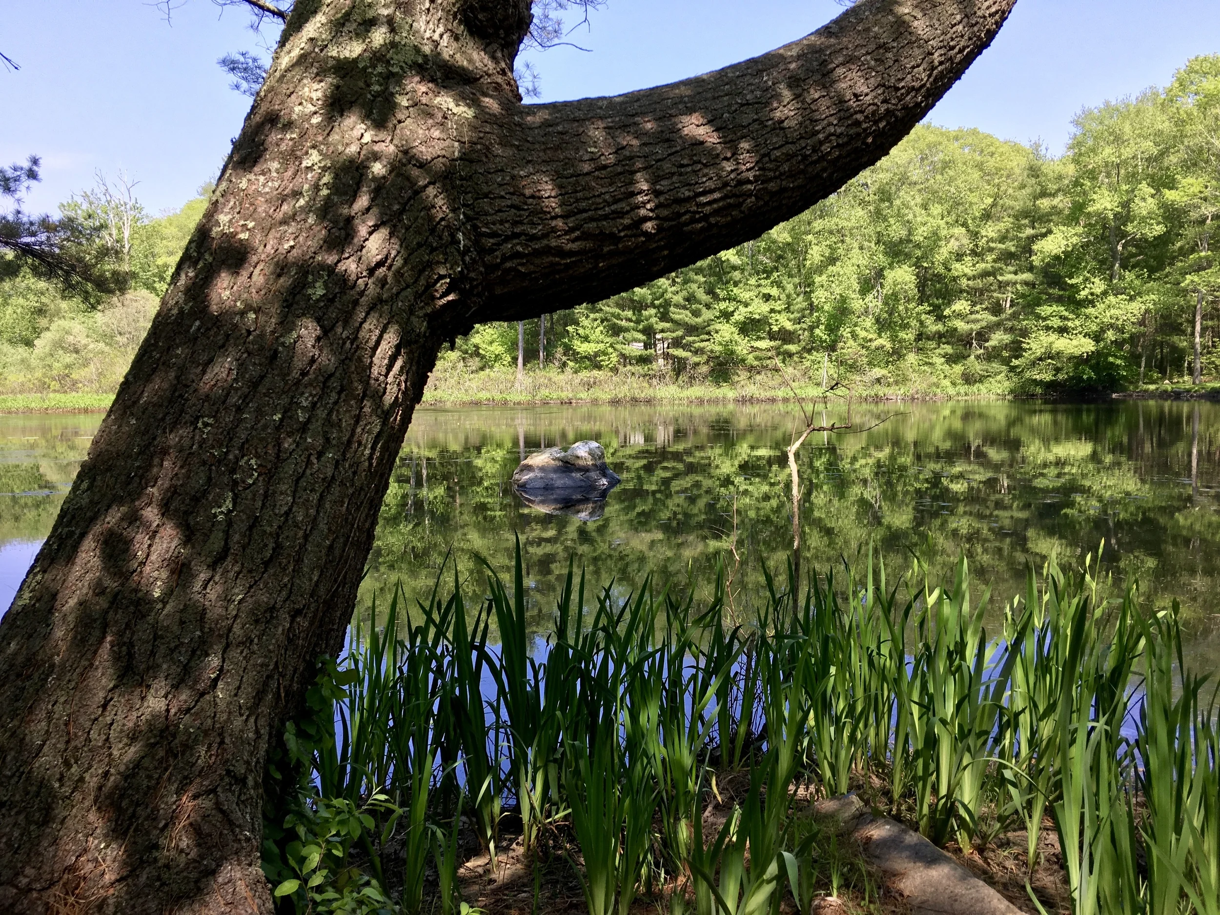 Spring 2016