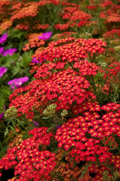 Yarrow (Copy)