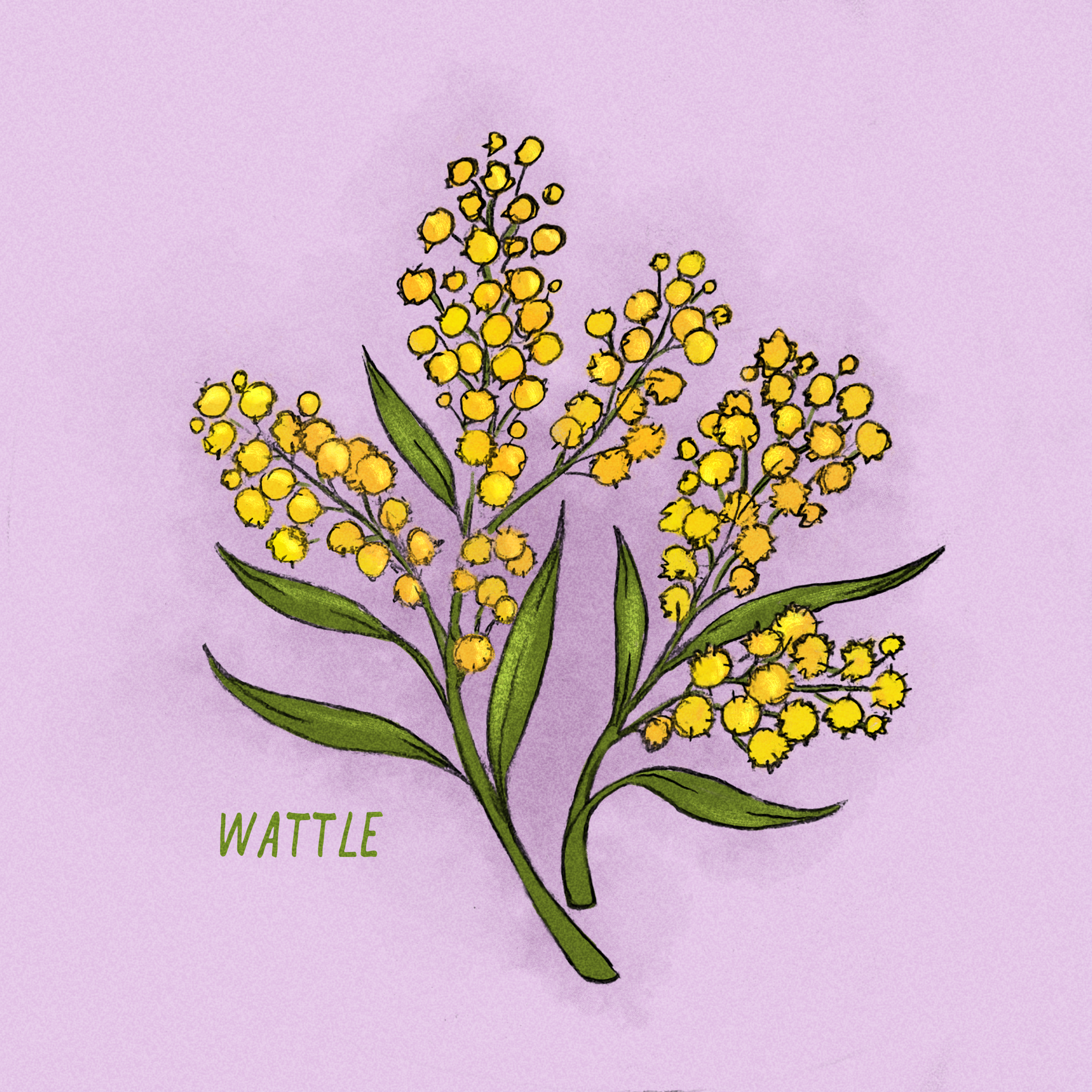 wattle.PNG
