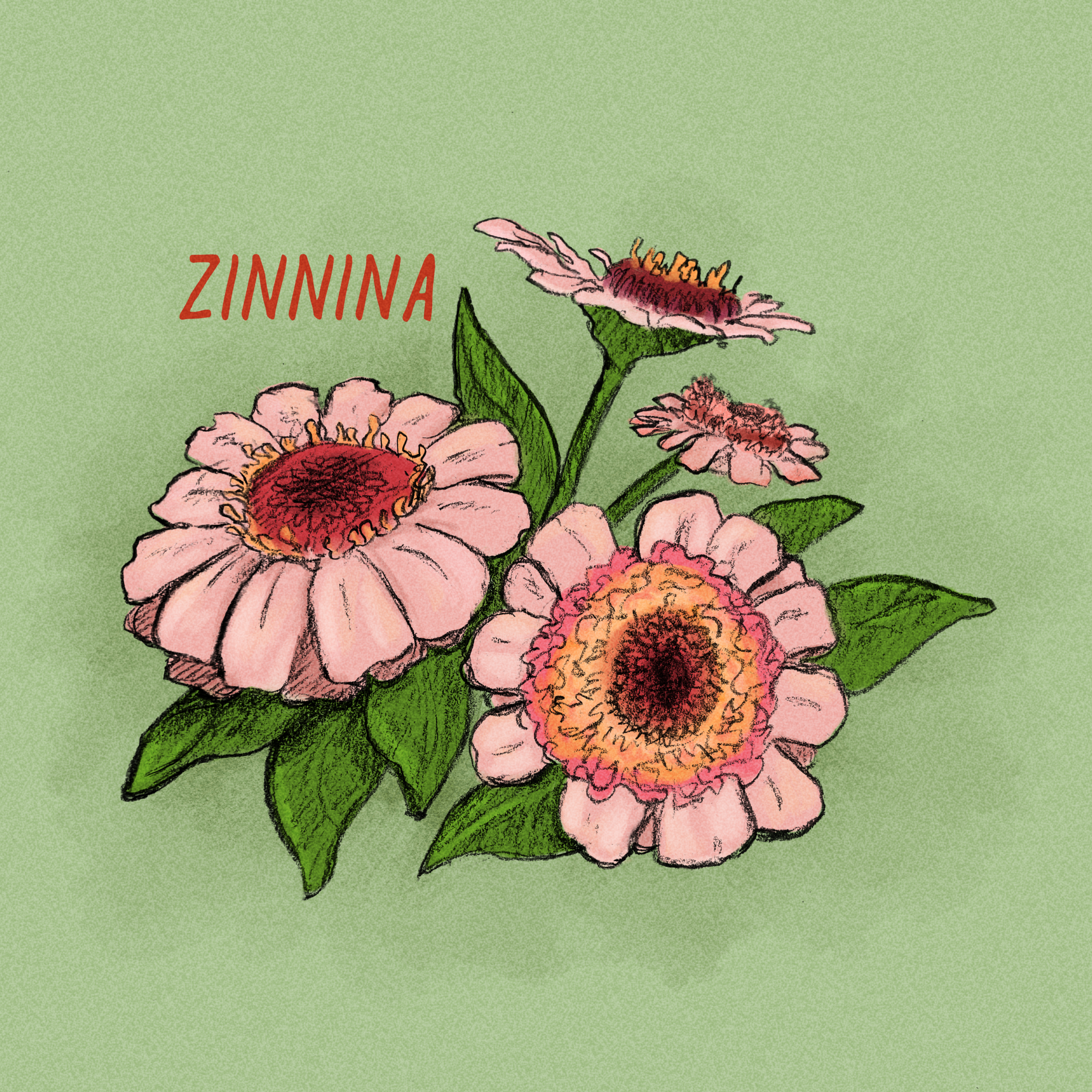 Zinnia.PNG