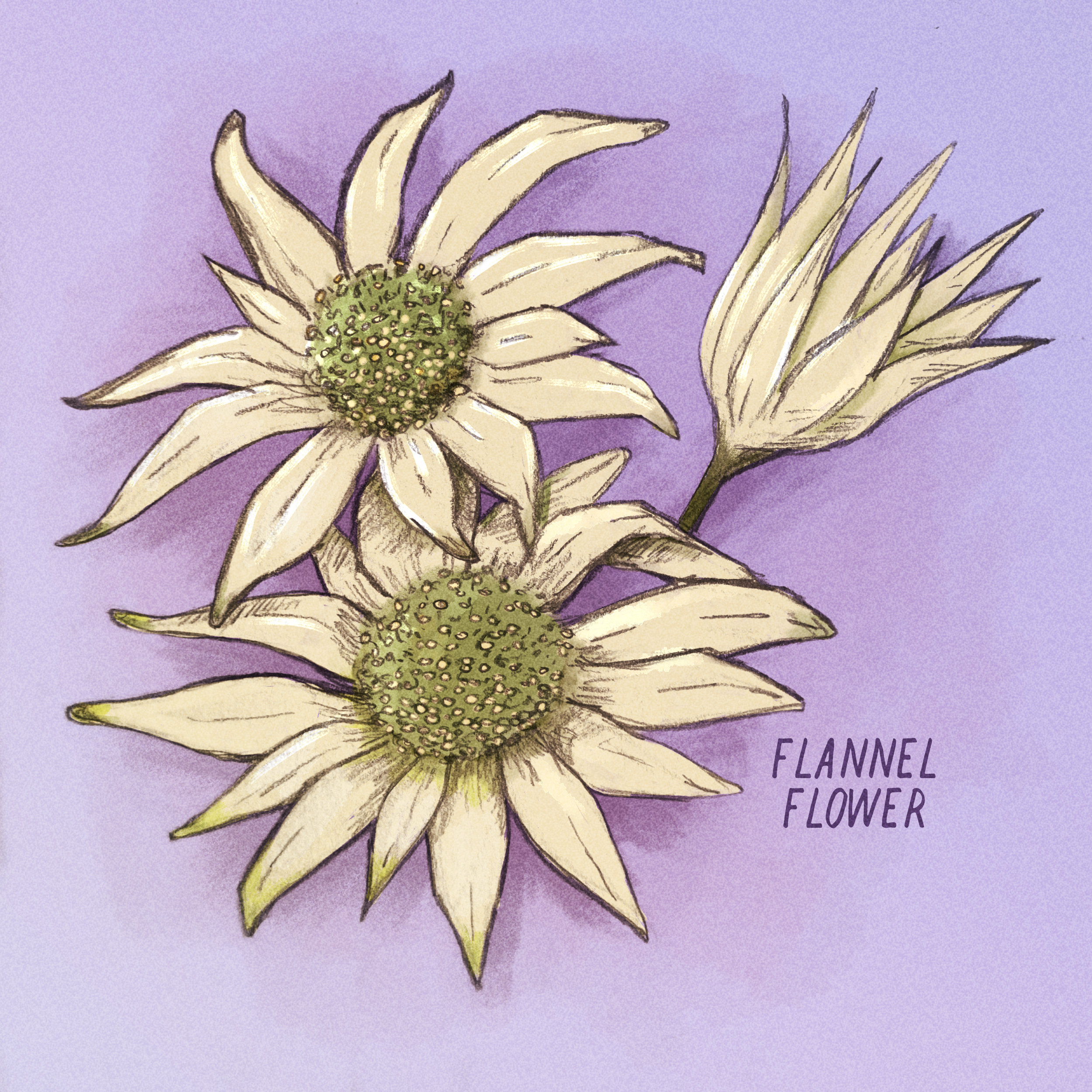 Flannel flower.PNG