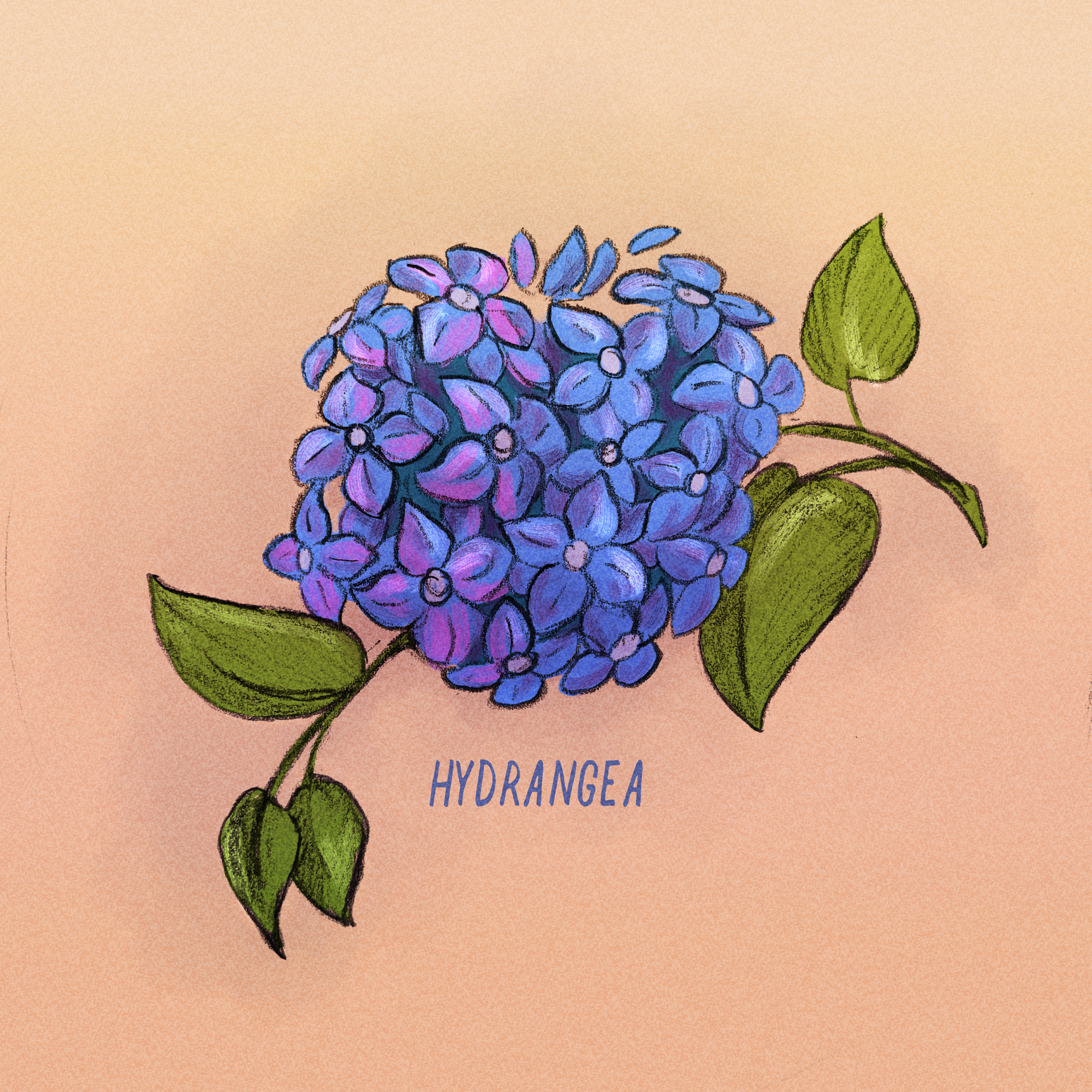 Hydrangea.PNG