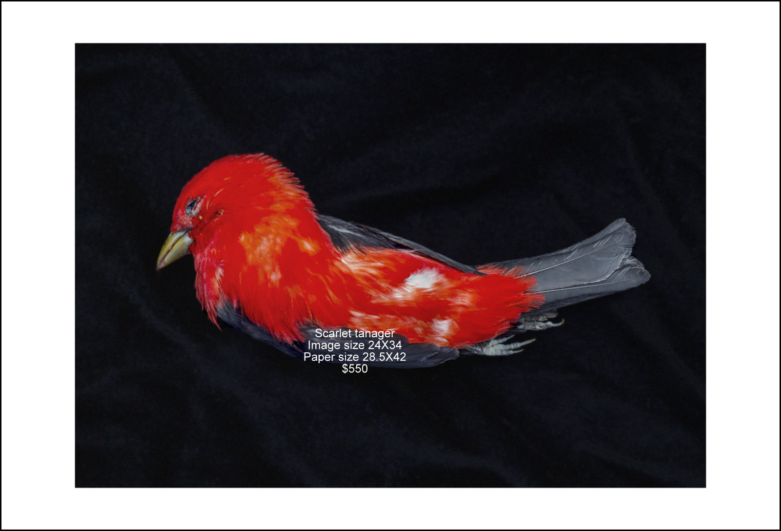 Scarlet tanager.jpg