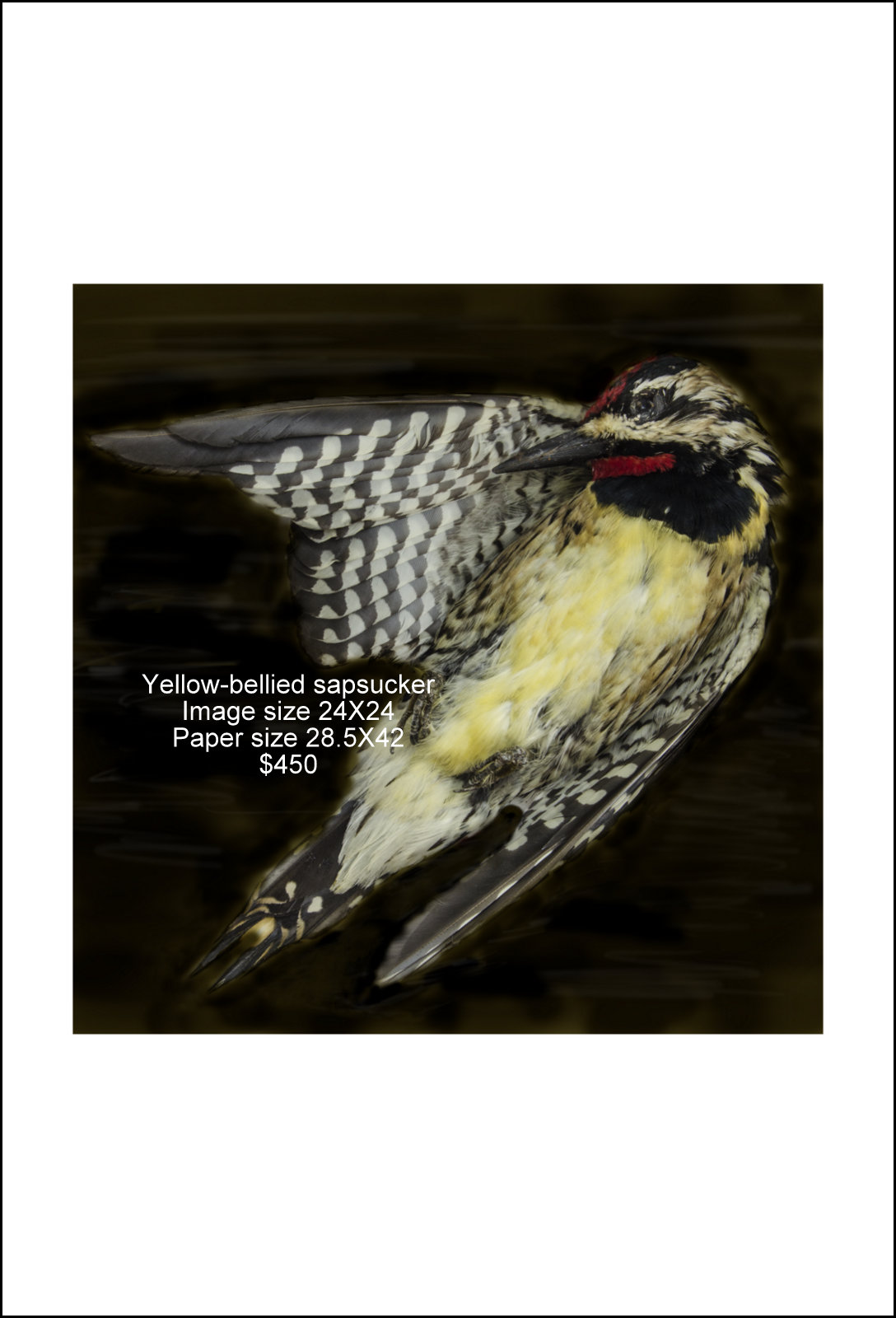 Yellow-bellied sapsucker.jpg