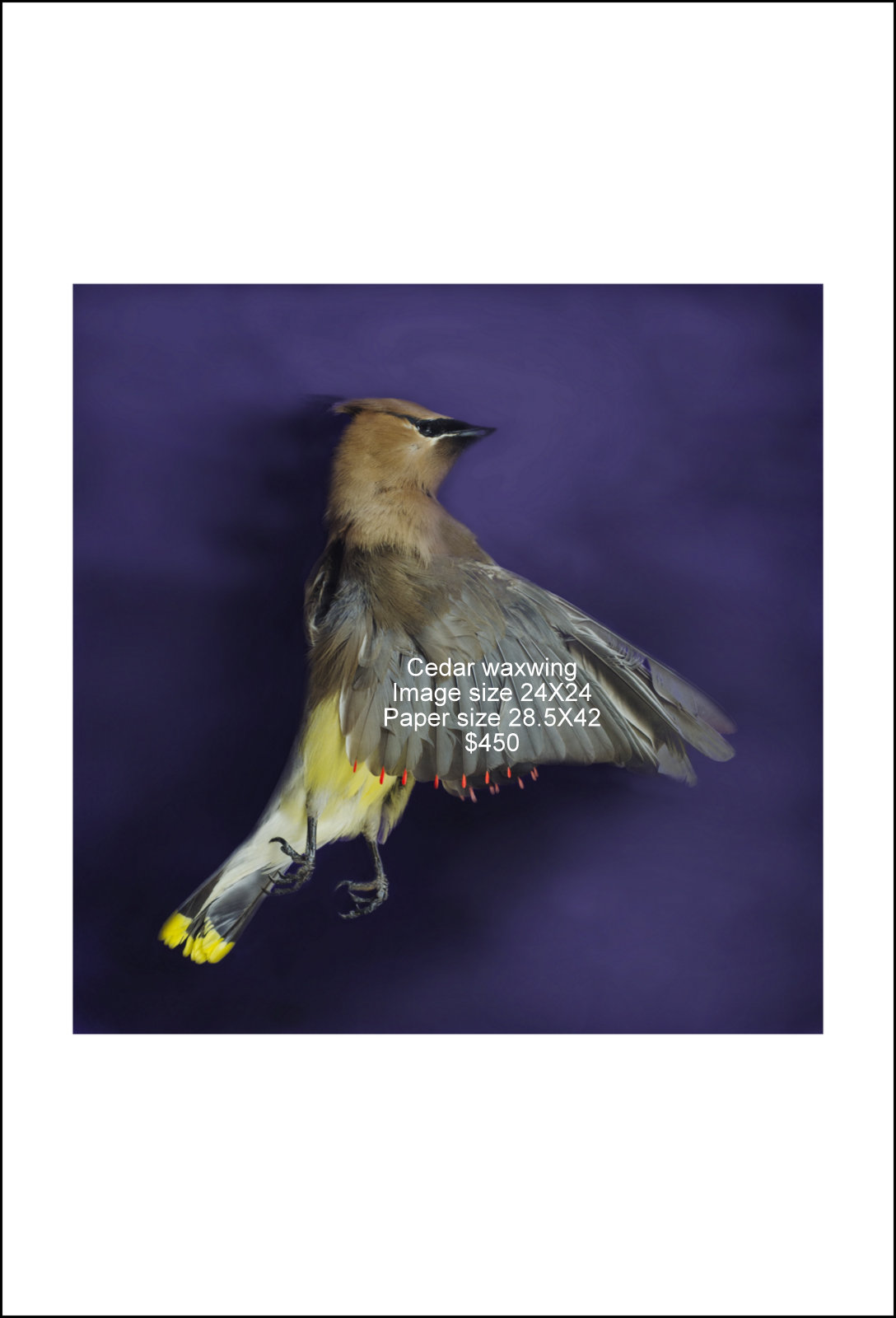 Cedar waxwing.jpg