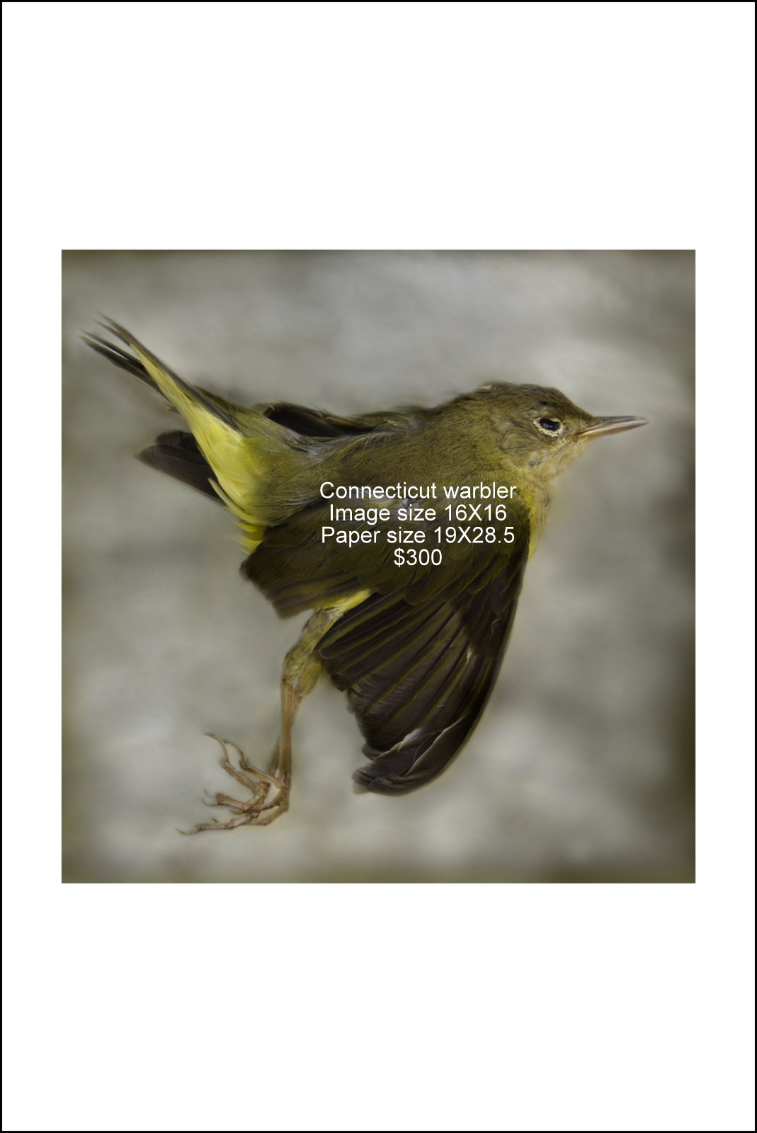 Connecticut warbler.jpg