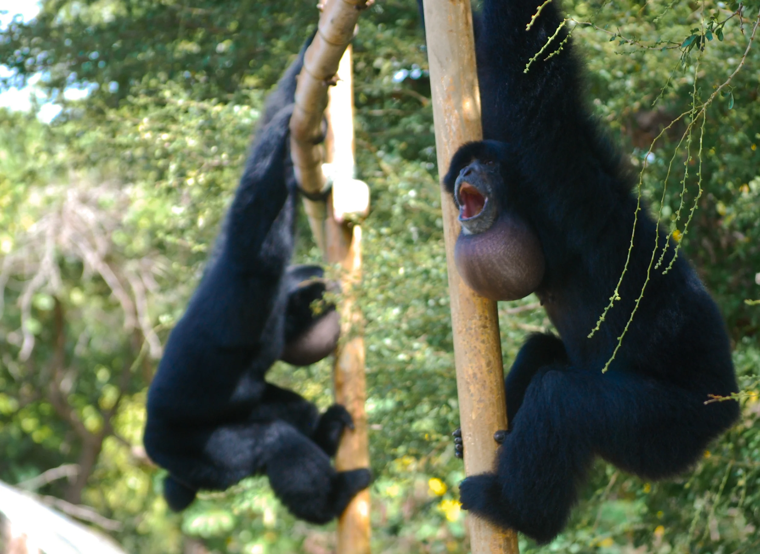 Five Creative Takes on One Gibbon Recording