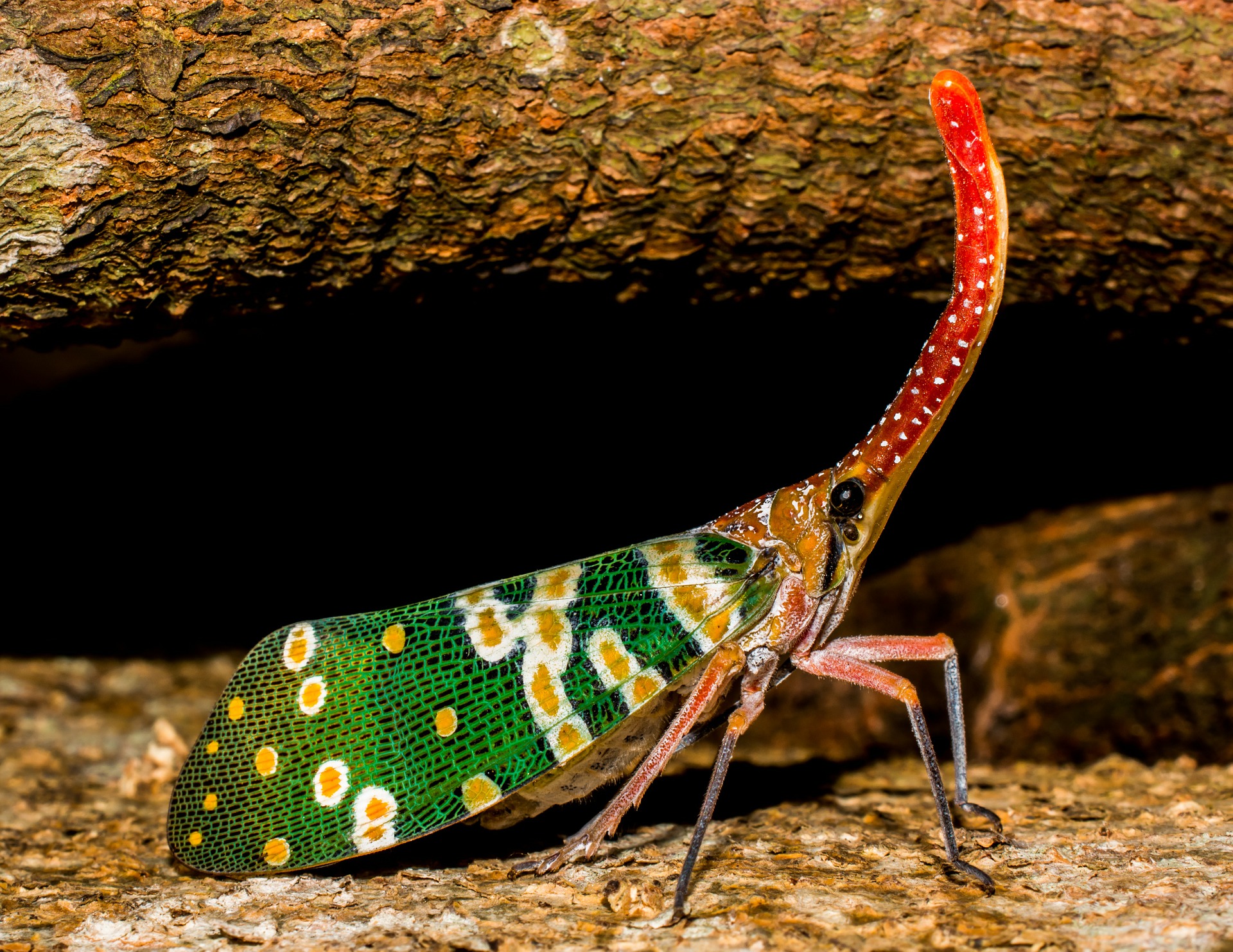 Image of a cicada by Josch13
