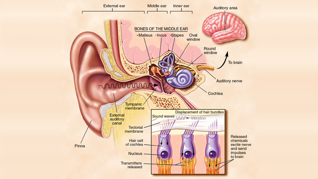 Illustration by Lydia V. Kibiuk, Baltimore, MD; Devon Stuart, Harrisburg, PA