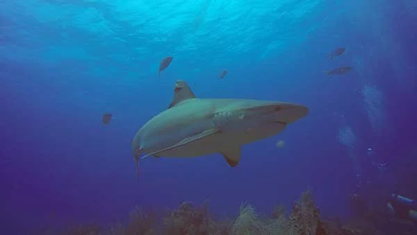 Reef-Shark-Turneffe.jpeg