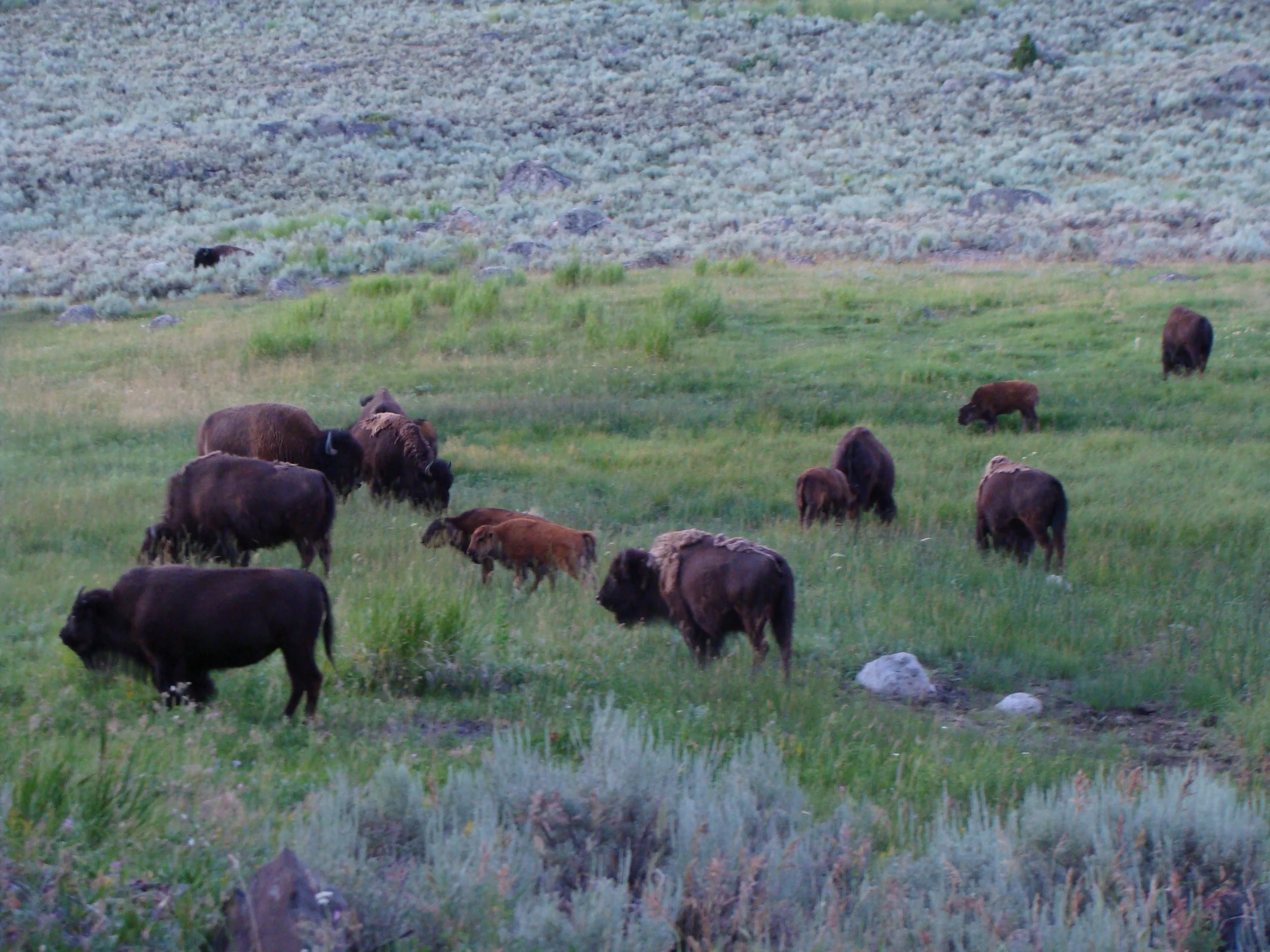 Bison.JPG