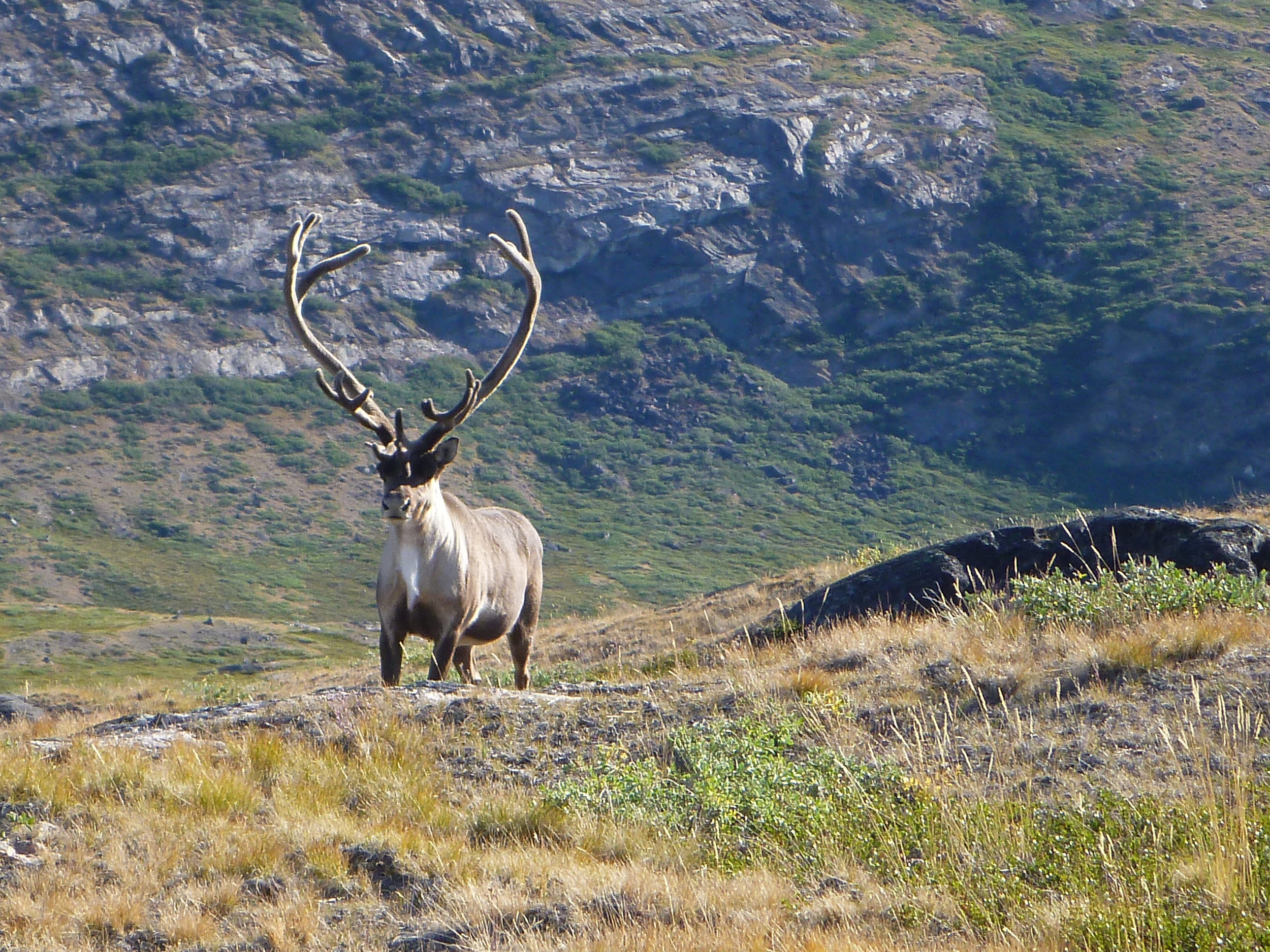 Beatifull caribou buck.jpg