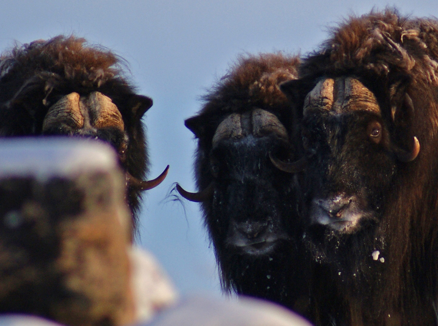 DSC05809 three heads musk ox.jpg