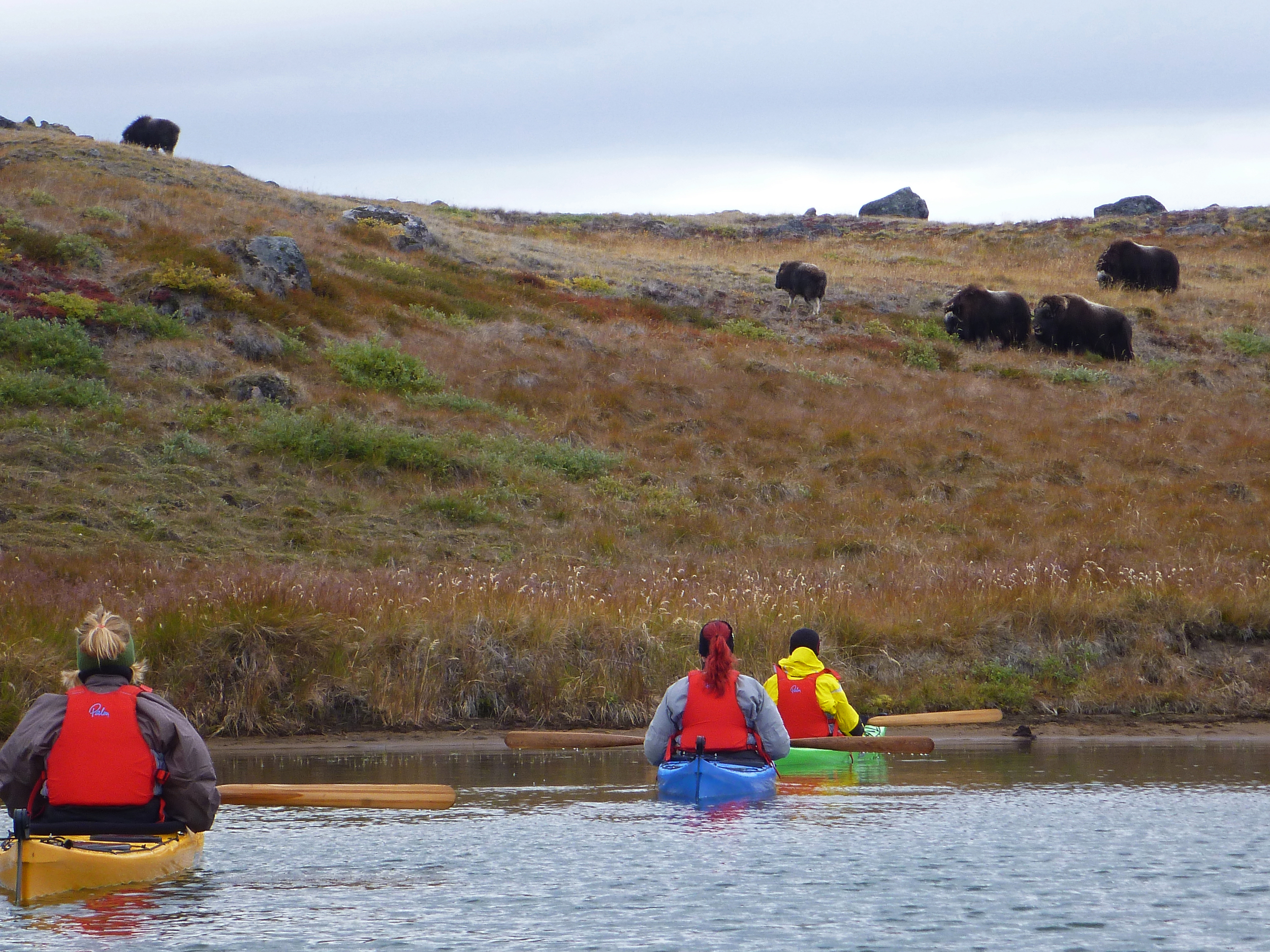 Three kayakers and musk ox herd - Kopi.jpg