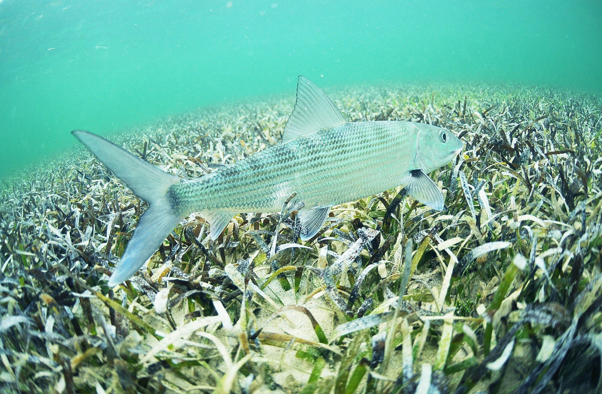 bonefish-in-water.jpeg