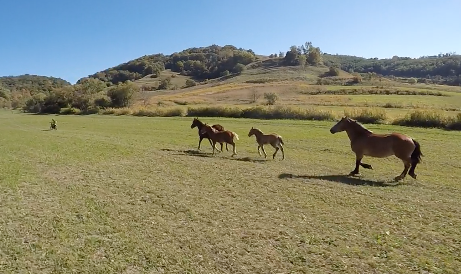 Horse race Romania .png