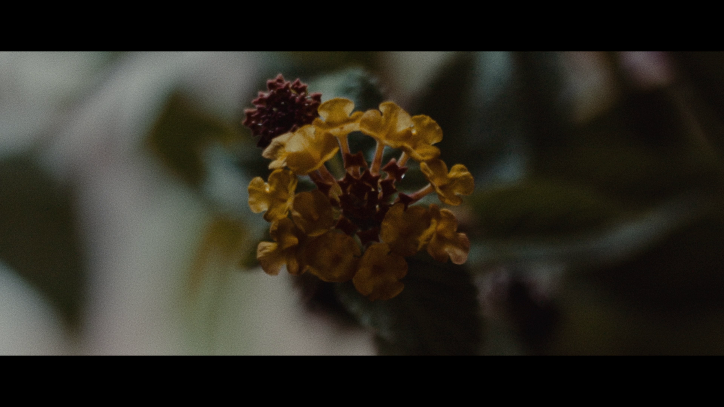 vlcsnap-2026-09-30-12h41m01s827.png