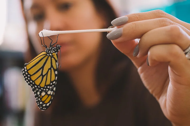 Our very first Monarch Butterfly...