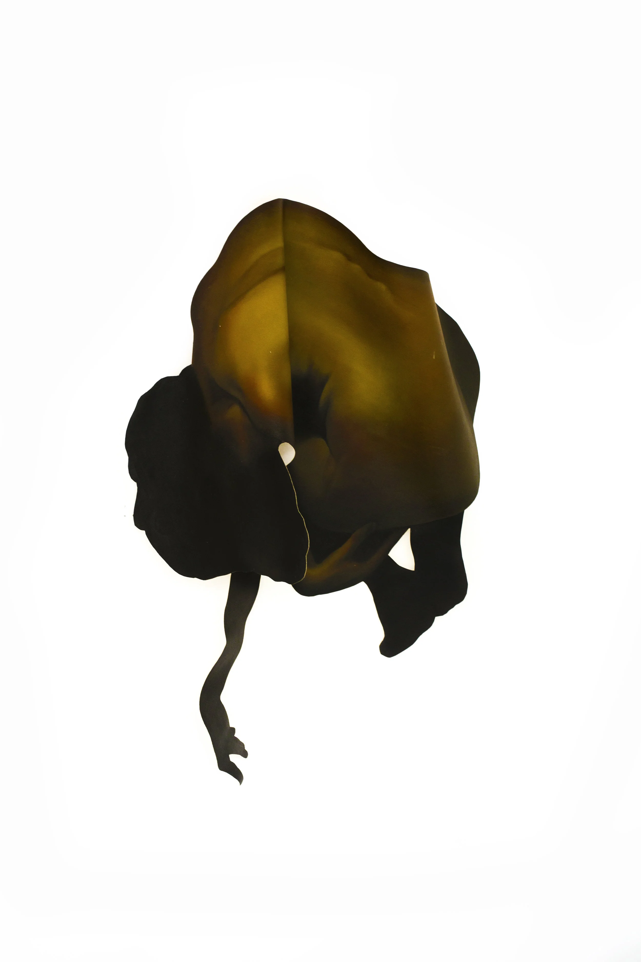 'Varied form no.1' (installation view), oil on canvas, 2018, dimensions variable