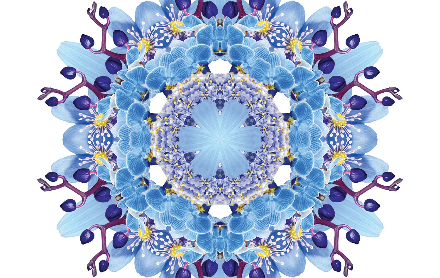 flora-web7.jpg