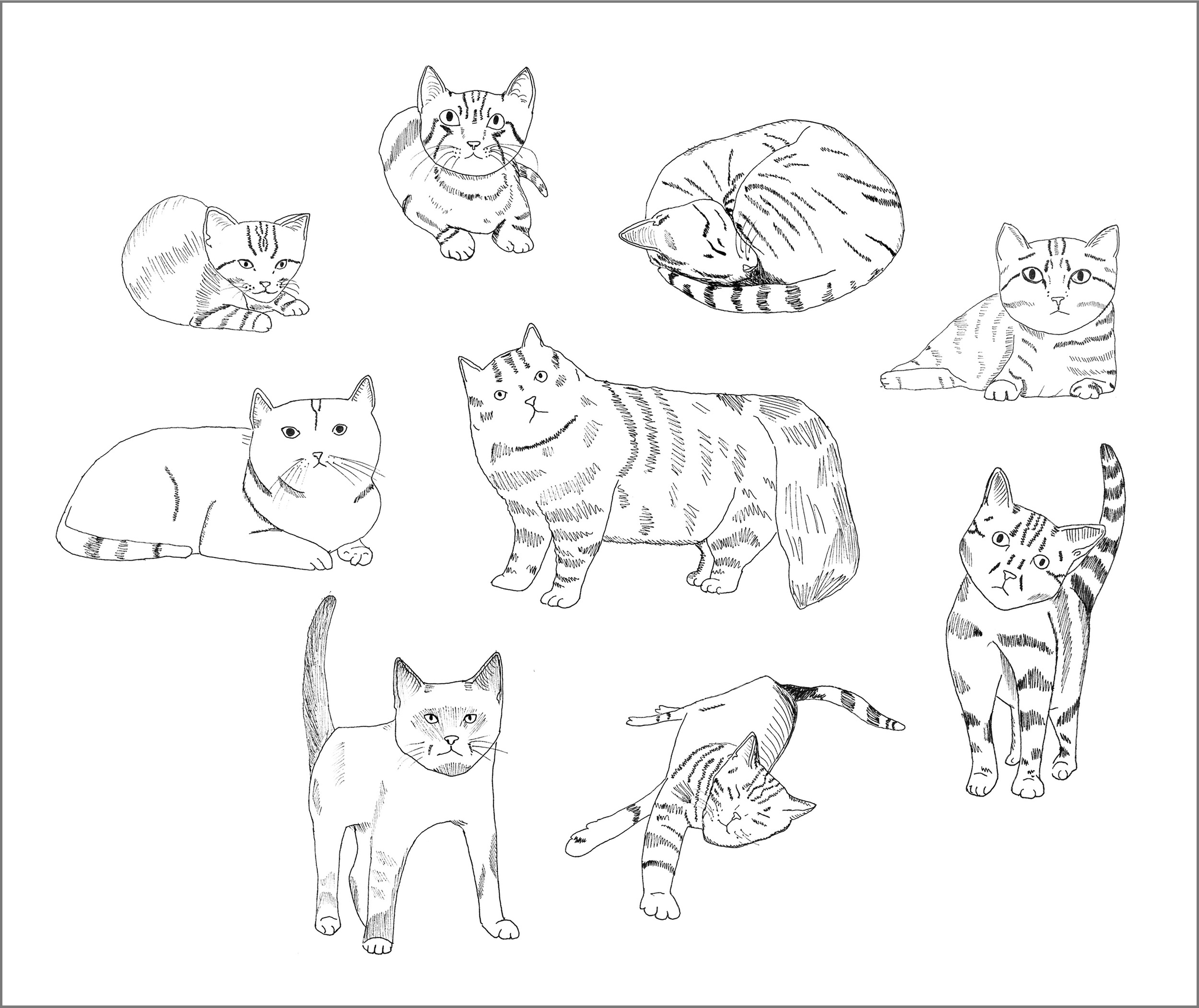 Illustration: Cats!