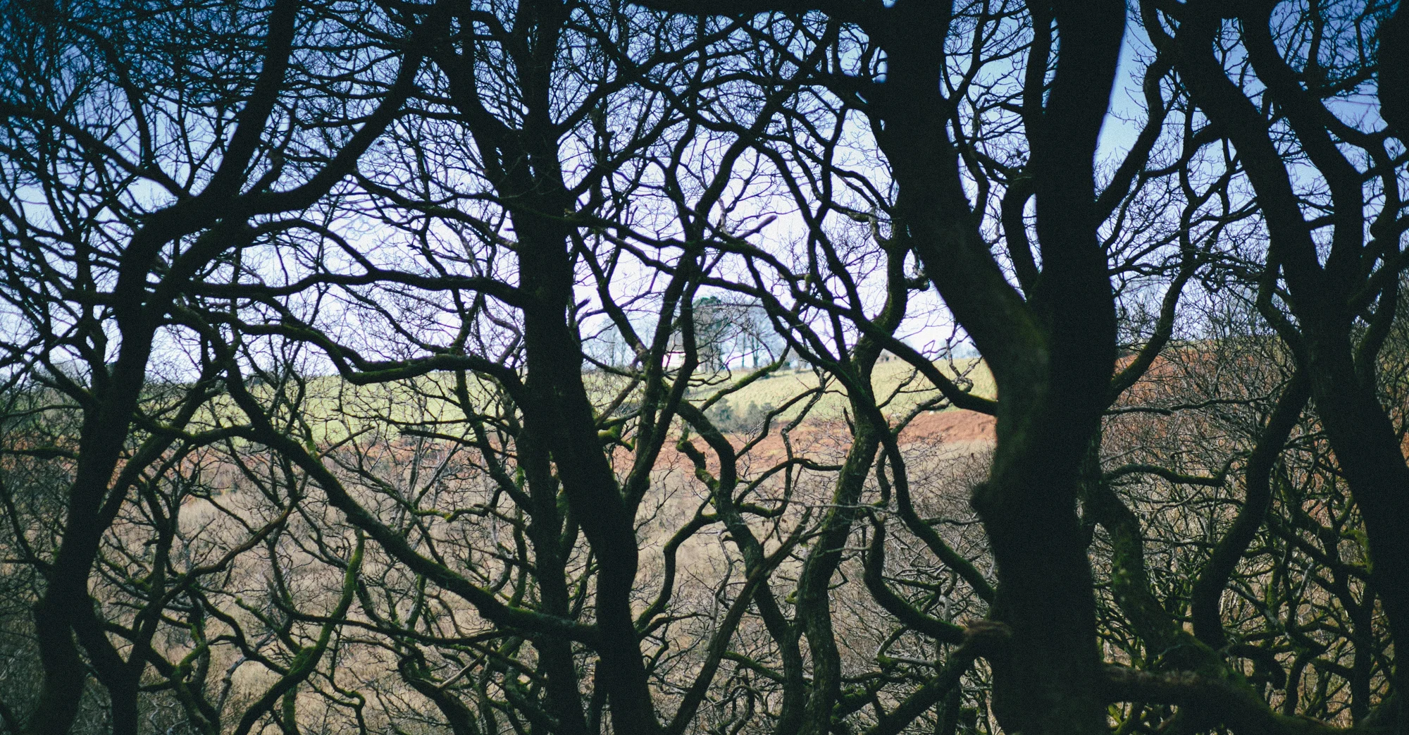 Looking out from Blackmills Wood, the study setting for Rob's Mametz Wood.