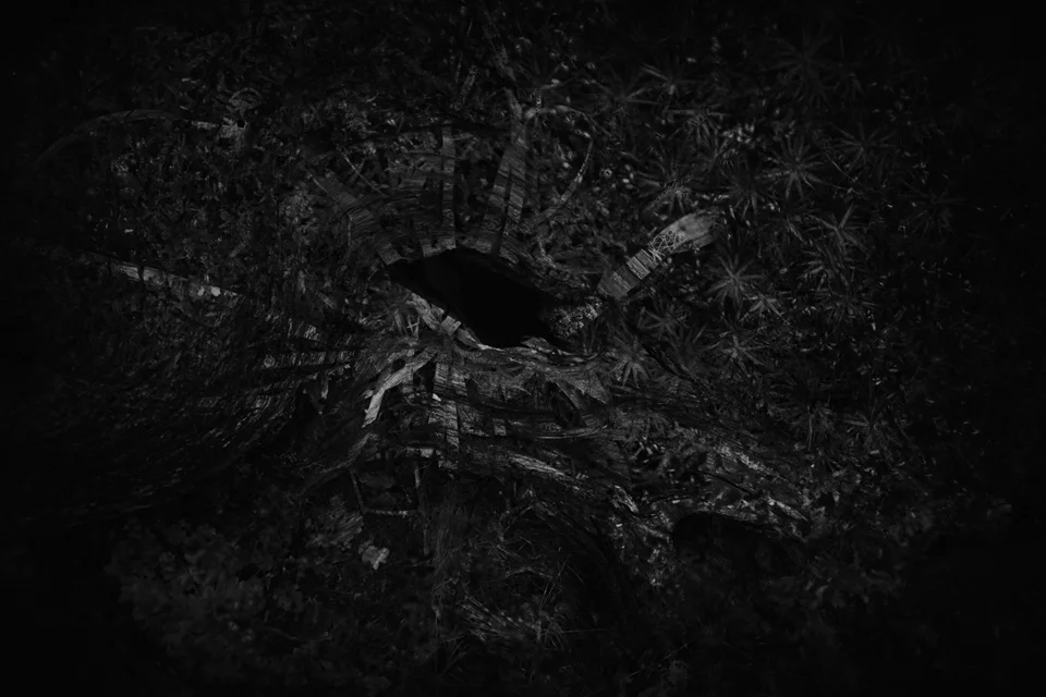 'But sweet sister death has gone debauched today' © Rob Hudson &nbsp;> &nbsp;http://www.mametzwood.org/ &nbsp;> &nbsp;@RobHudsonPhoto#documentary #fineart #landscape #poetry&nbsp;#wales