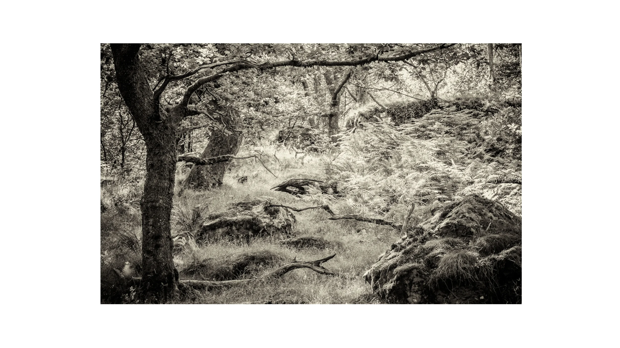 Nedd Valley Exhibition 5.jpg