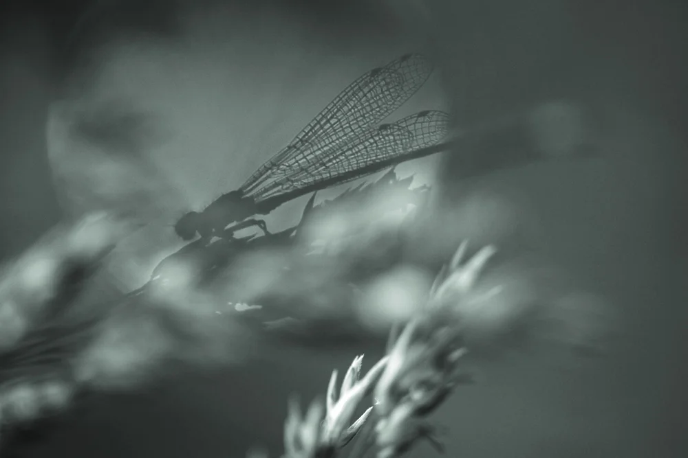 Your nature - to preserve an ephemeral state @ West Wharf Gallery