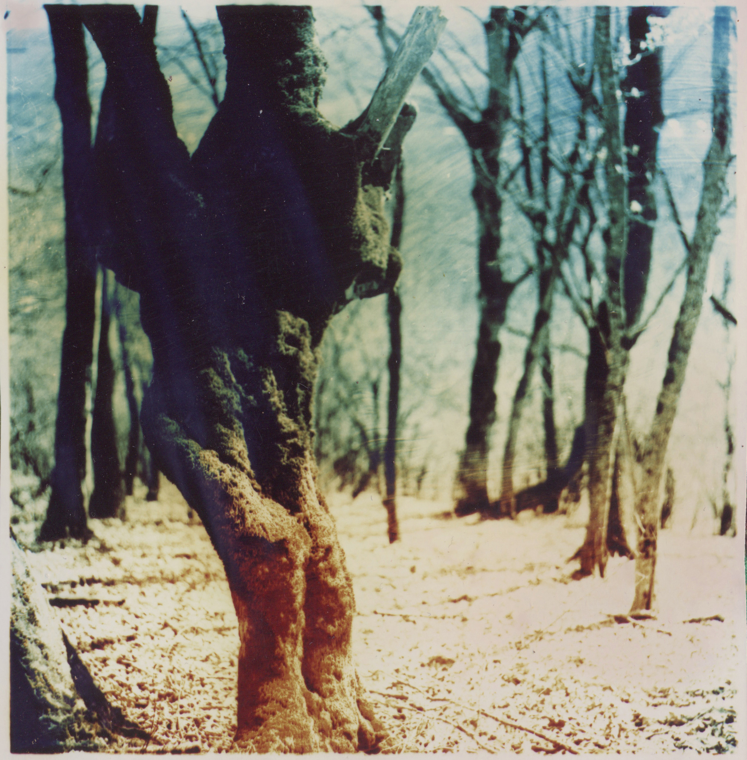 Andrew Pershin perhaps.jpg