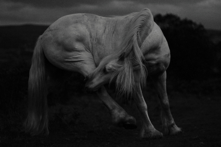 From 'Mountain Ponies at Night' © 2015 Craig Redmond
