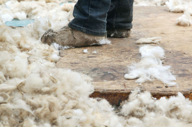 Sheep shearing, Bardsey Island, 2014