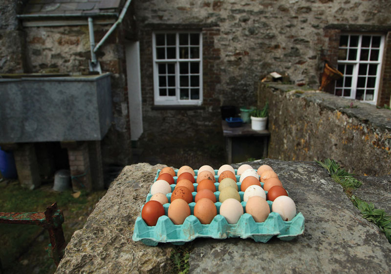 Eggs at Dynogoch, Bardsey Island