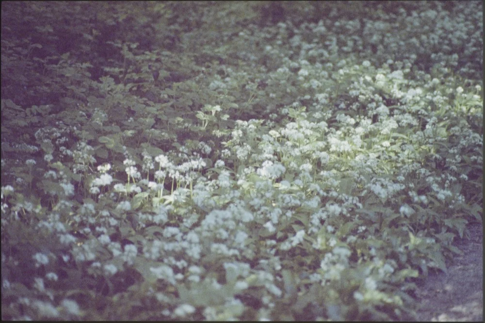 Expired slide film. © Jon Pountney