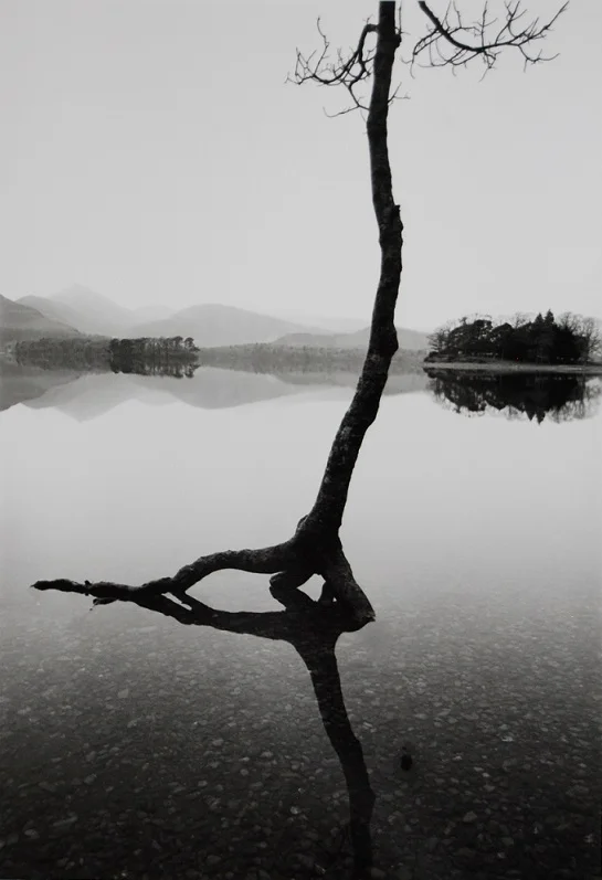 Flooded Tree ©&nbsp;The British Library
