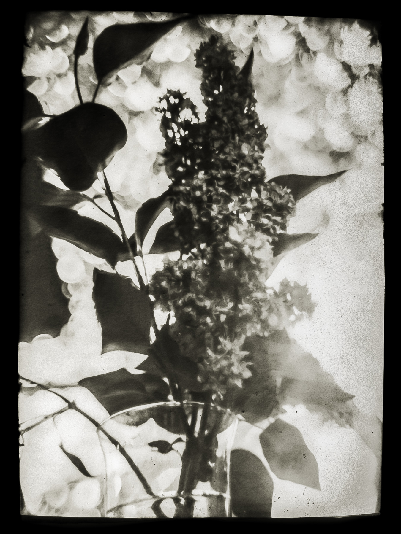 physalis 2.jpg