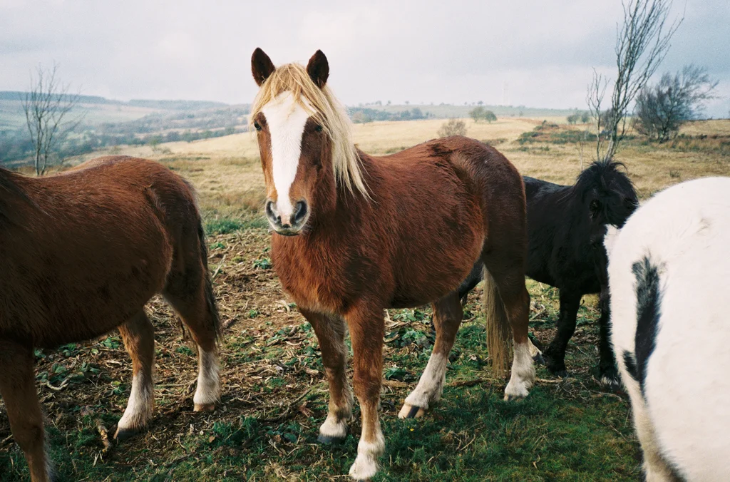 Vagar Hill 161216-2.jpg