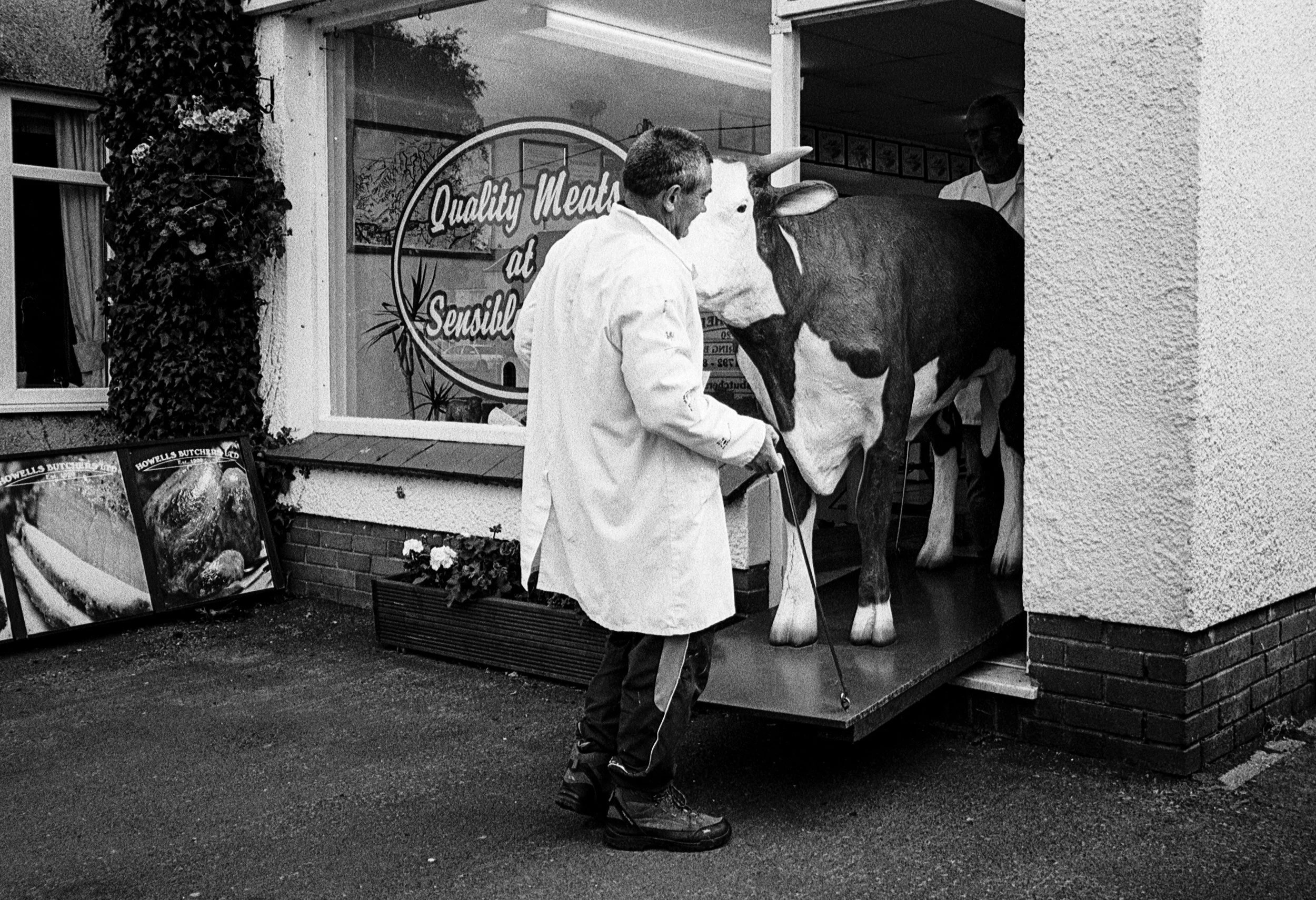 Sirloin the Cow. © Matt Eynon