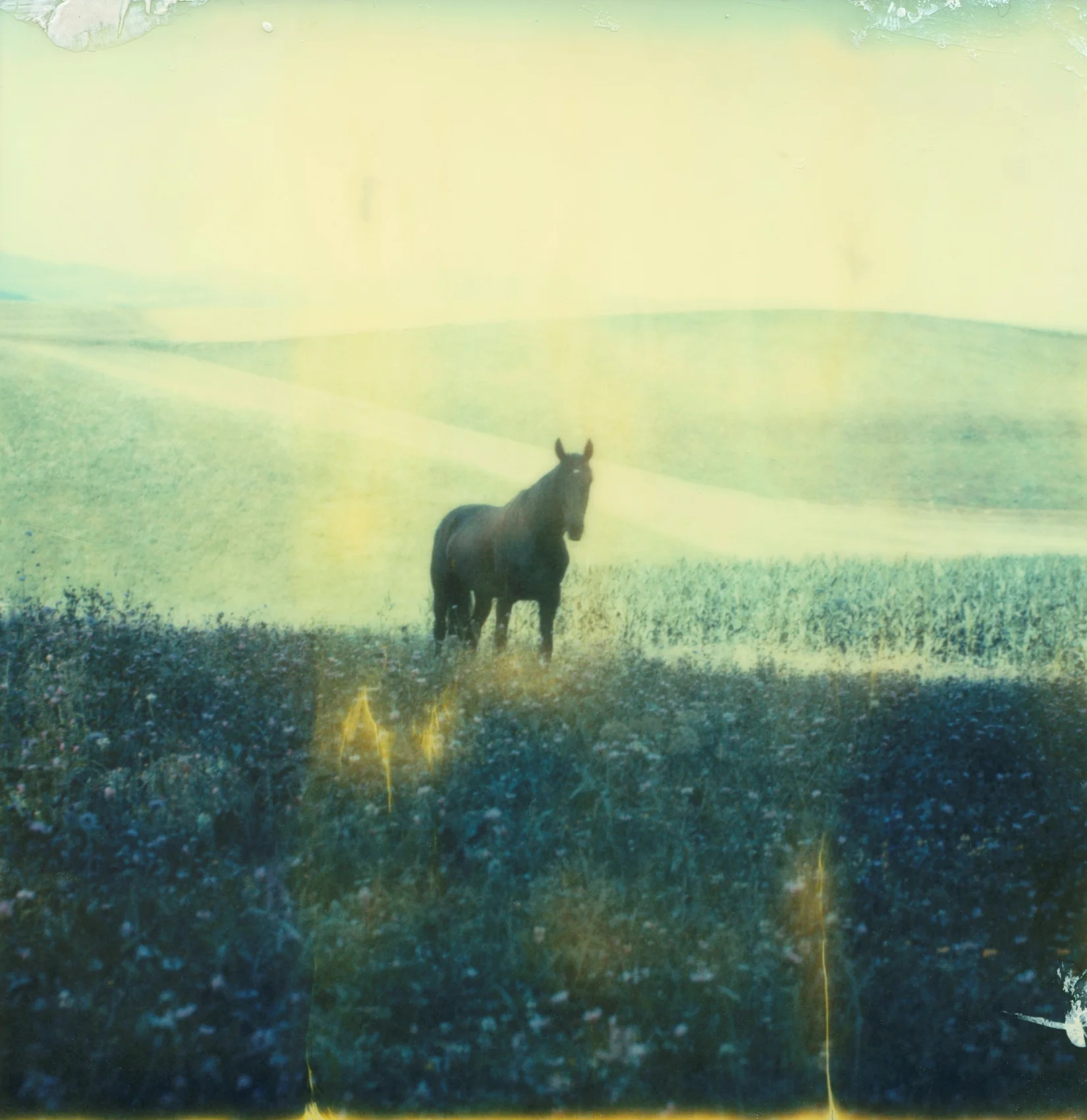 5-wild black horse.jpg