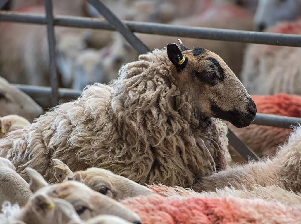 Sheep image by Roy Carr