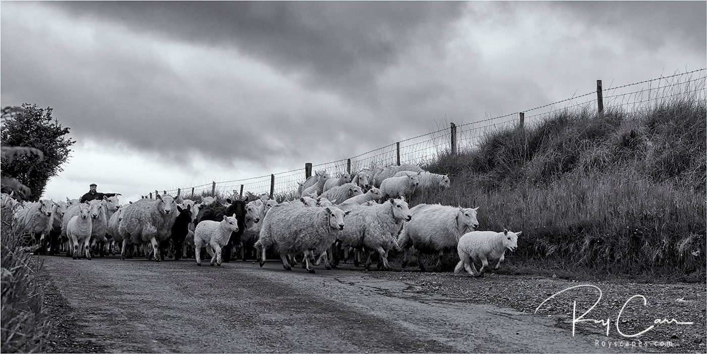 © Roy Carr