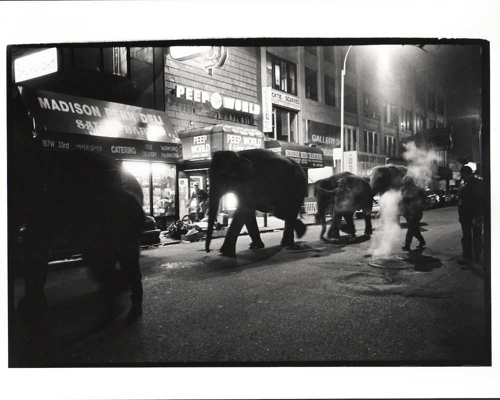 Elephants walking through midtown Manhattan at 1. a.m. to the Circus. 1993