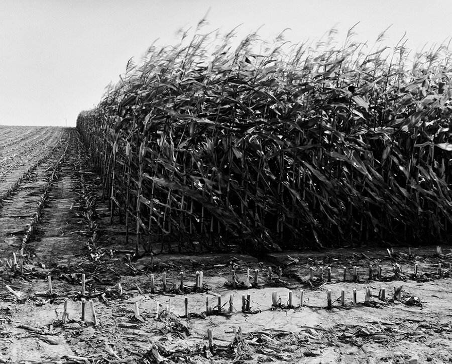Maize Cutting, Serre, 1997