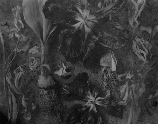 Elements &amp; TULIPA @ Ffotogaleri y Gofeb