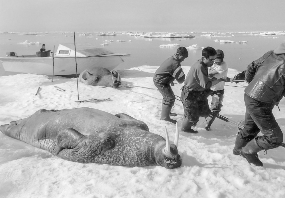  Walrus hunting, near Igloolic, Nunavut Canadian Arctic..1999 © Haydn Denman 