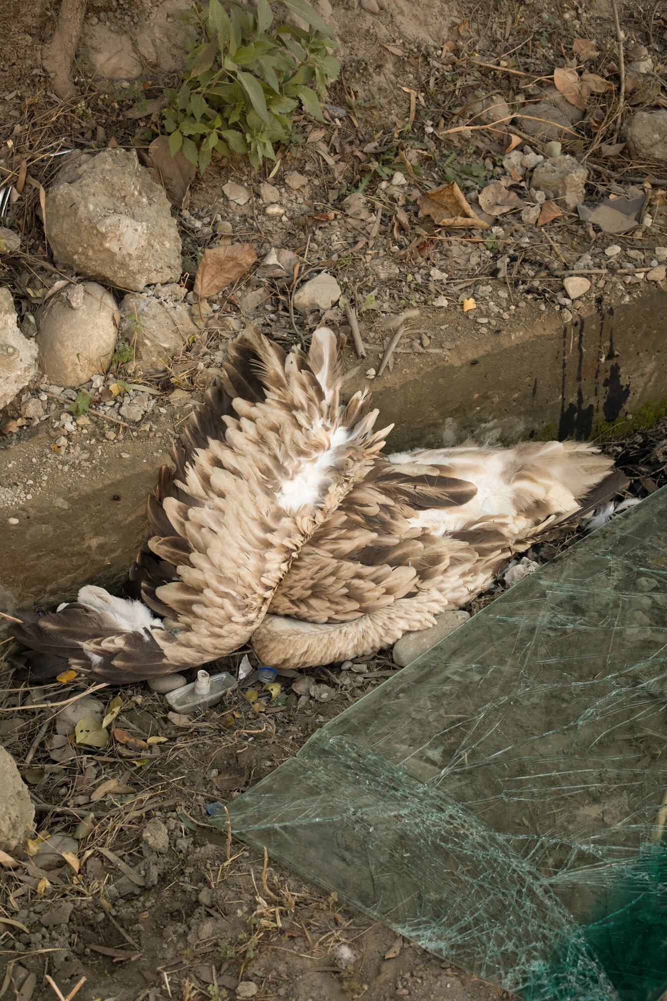 'NH5' © Gareth Phillips