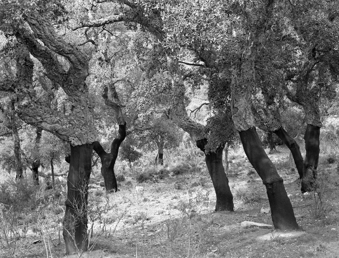 THE EXPRESSIVE LAND - Pete Davis