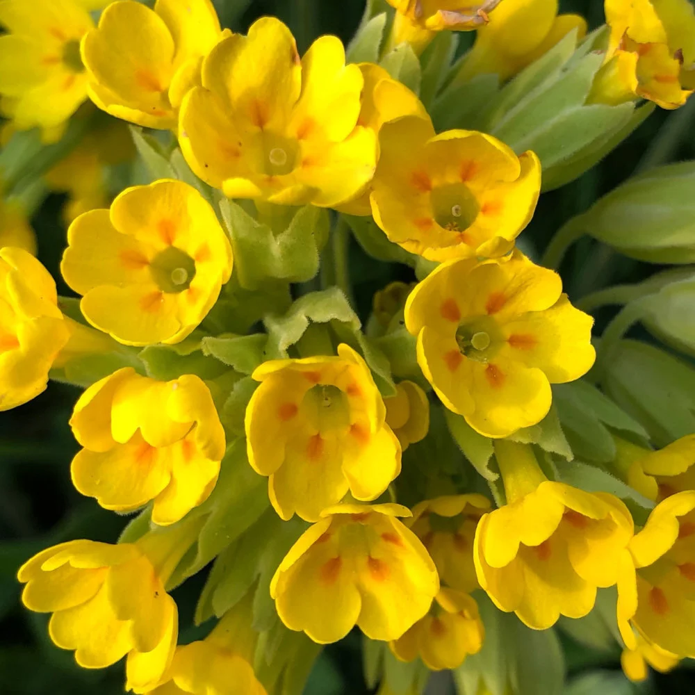 cowslips.jpg