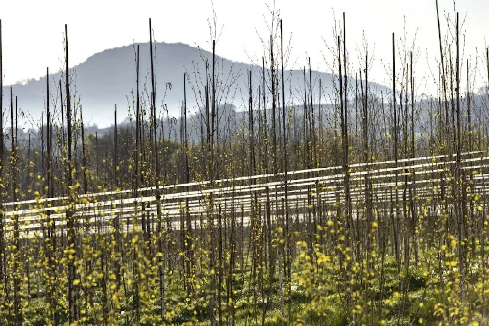 From 'Found in the Earth' by Paul Harris