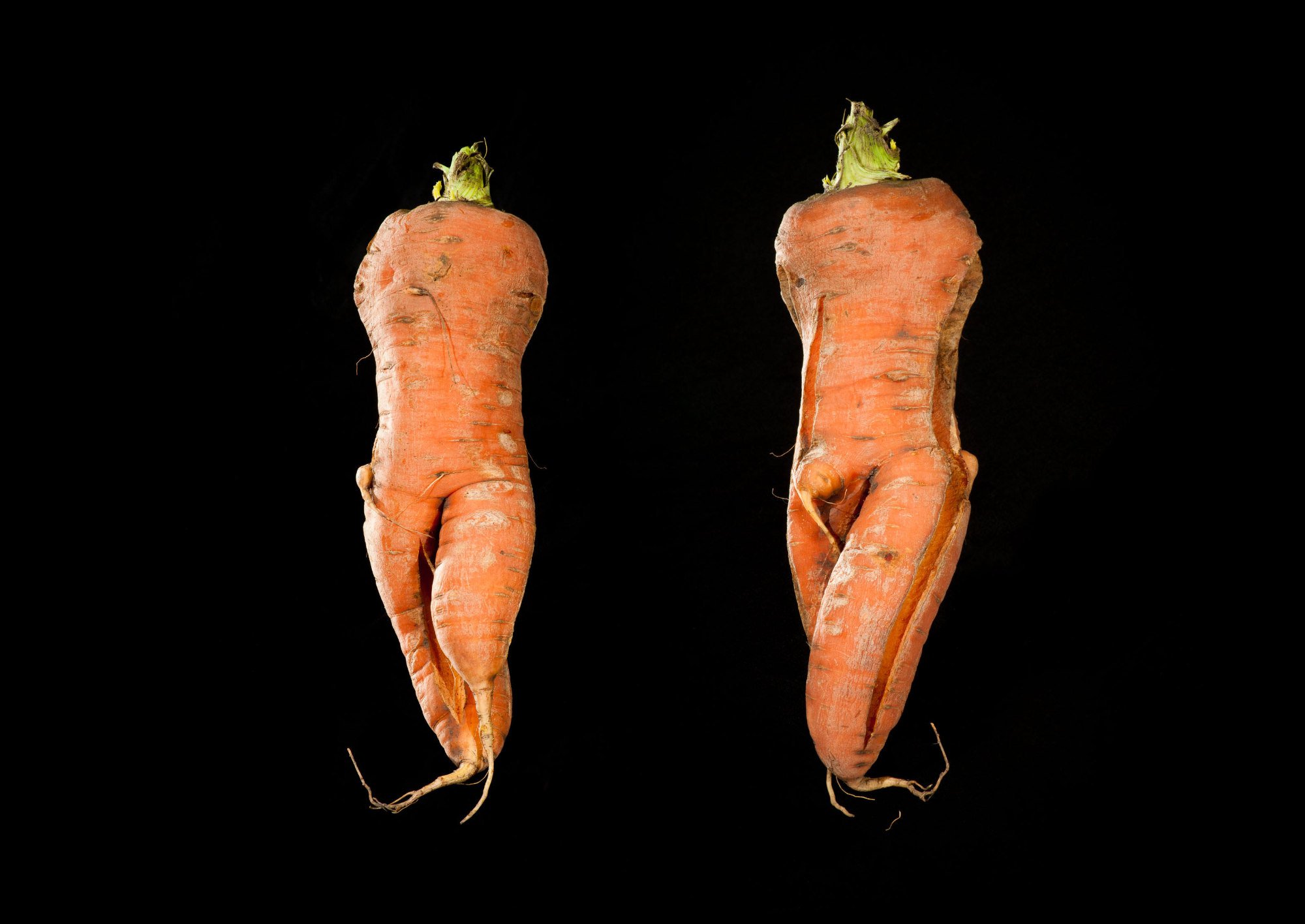 Carrot Fly @ Ffoto Newport